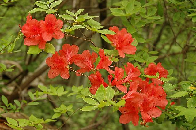 ヤマツツジ（ツツジ科）｜素人植物図鑑