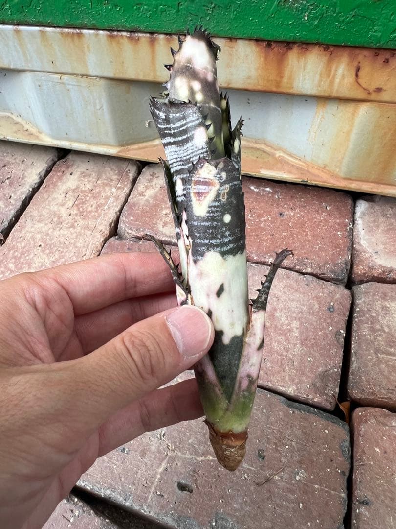 ビルベルギア ドミンゴス マルティンス 極上株 リサ